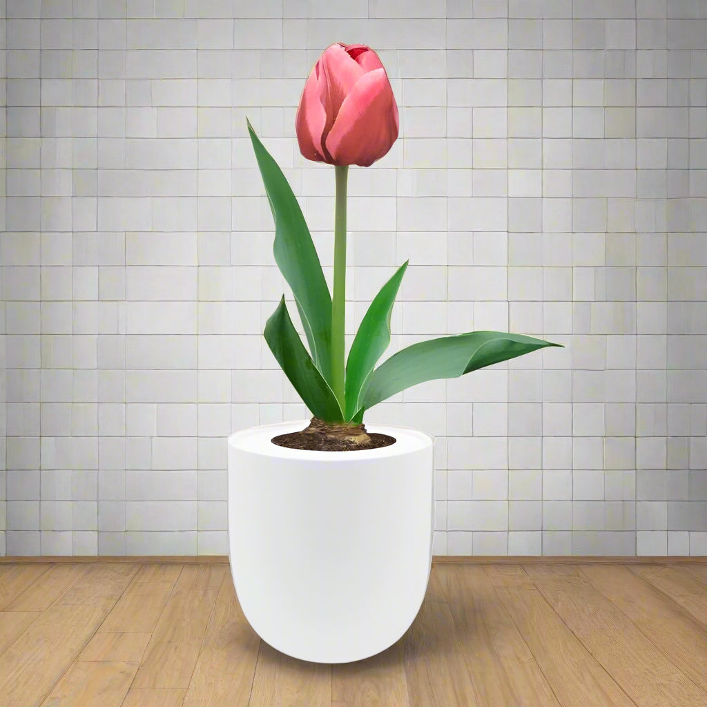 Triumph Tulip (Pretty Princess) Garden Kit - White Ceramic Pot