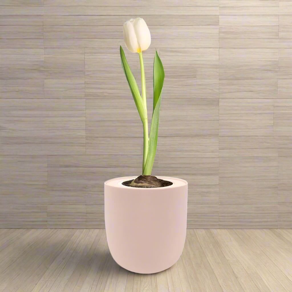 Triumph Tulip (White Flag) Garden Kit - Pink Ceramic Pot