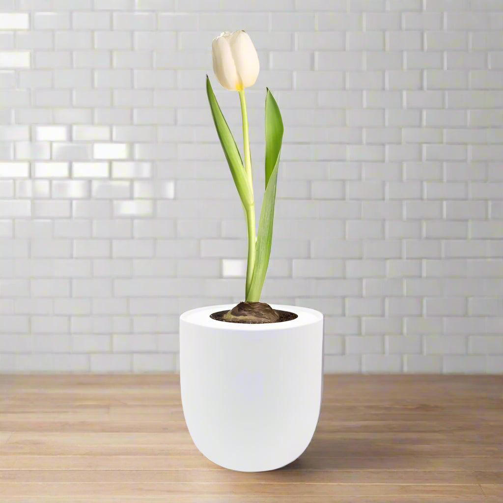 Triumph Tulip (White Flag) Garden Kit - White Ceramic Pot