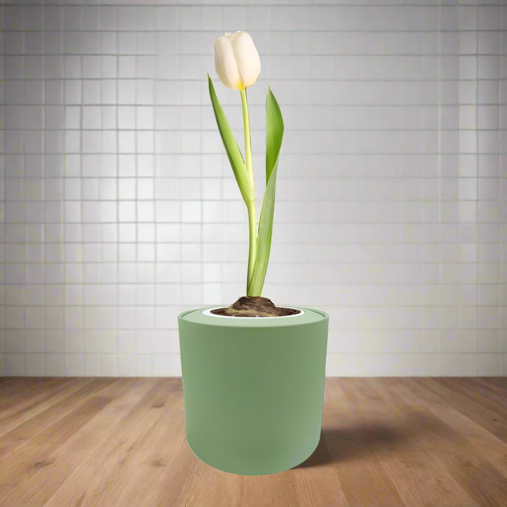 Triumph Tulip (White Flag) Garden Kit - Green ceramic planter