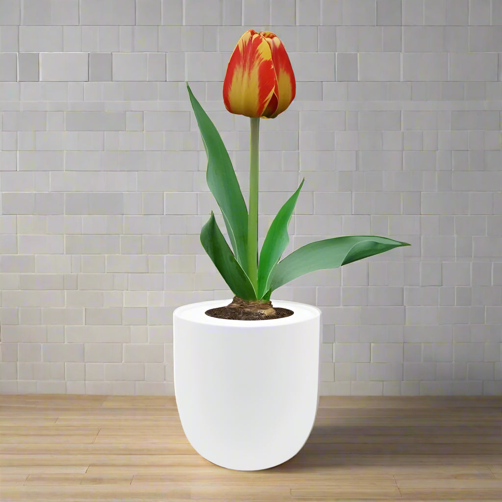 Darwin Hybrid Tulip (Banja Luka) Garden Kit - White Ceramic Pot