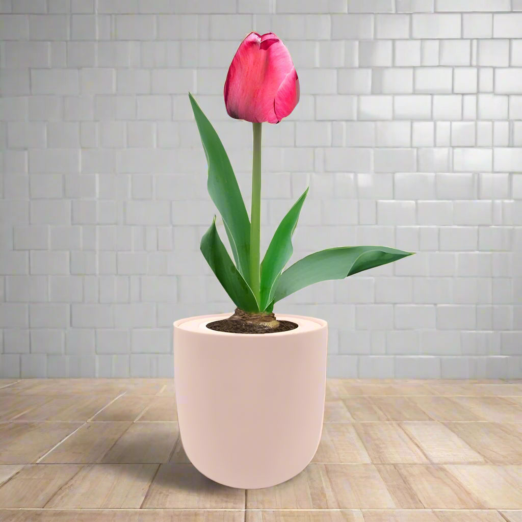Darwin Hybrid Tulip (Pink Impression) Kit - Pink Ceramic Pot