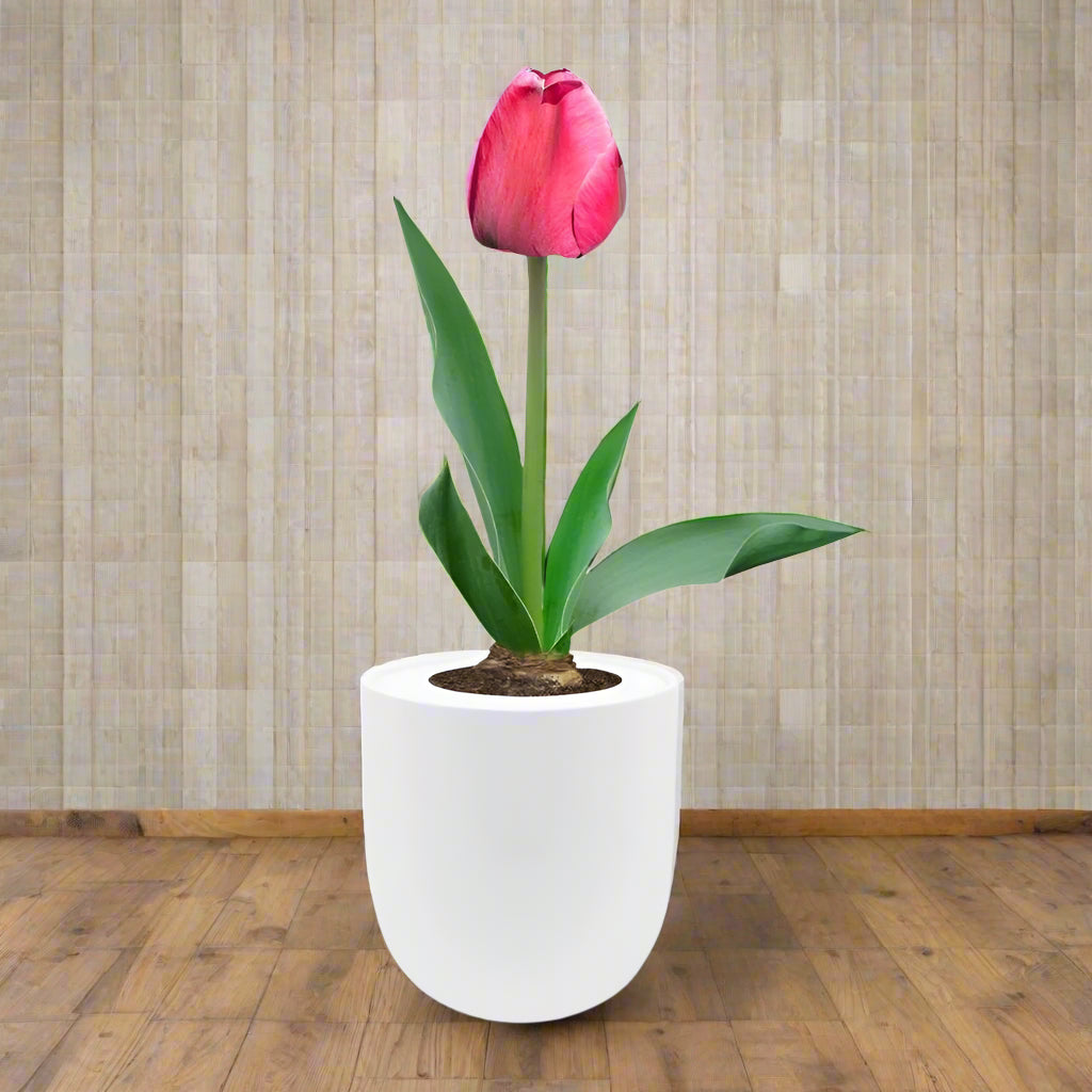 Darwin Hybrid Tulip (Pink Impression) Kit - White Ceramic Pot