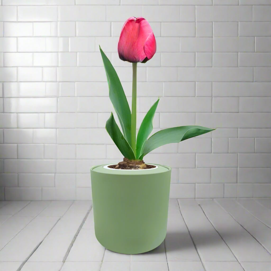 Darwin Hybrid Tulip (Pink Impression) Kit - Green ceramic planter