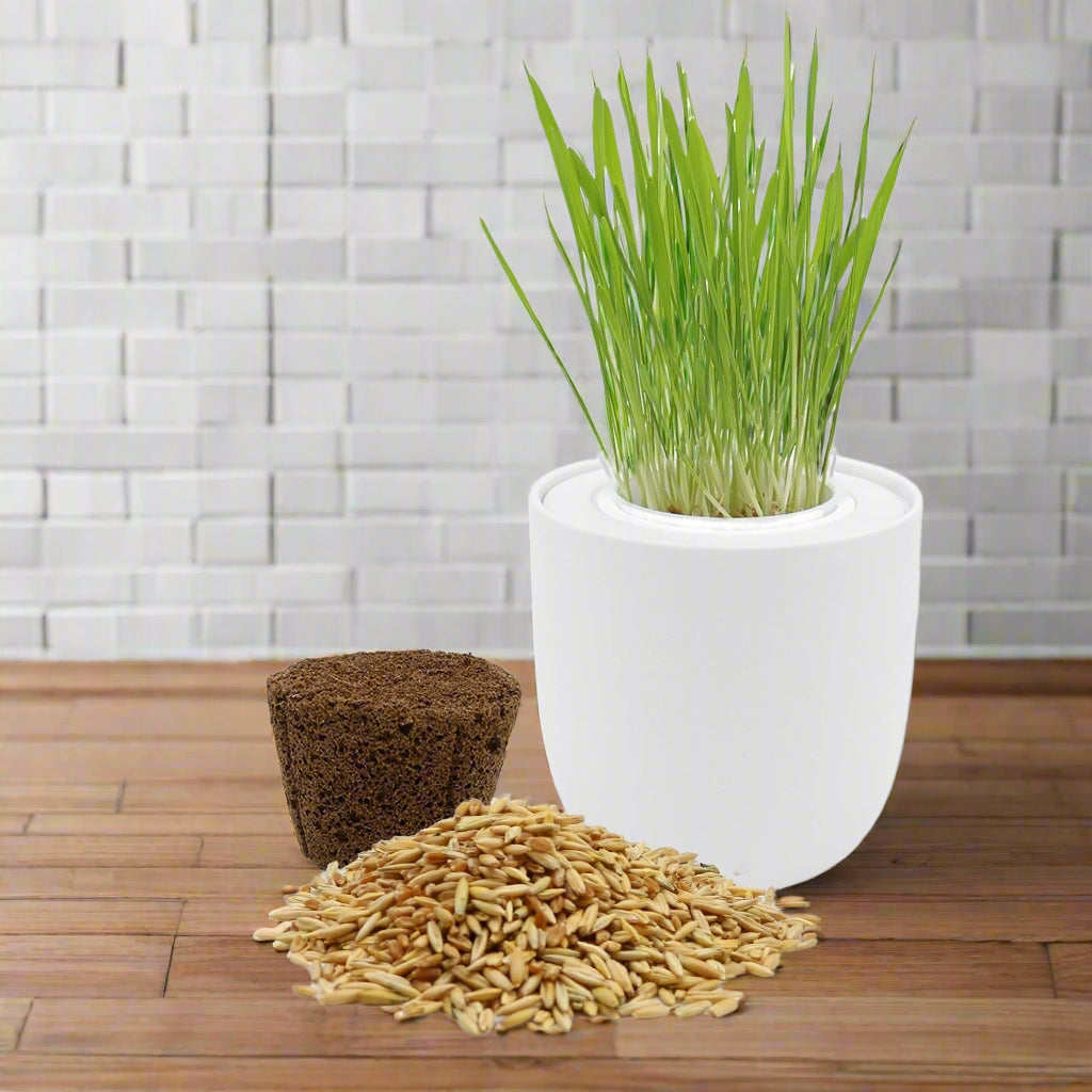 Cat Grass Growing Kit - White Ceramic Pot