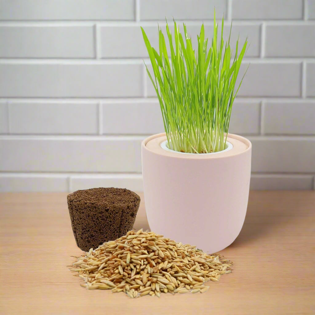 Cat Grass Growing Kit - Pink Ceramic Pot
