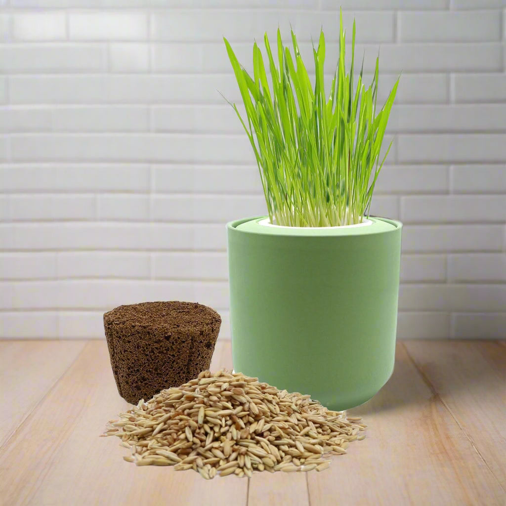 Cat Grass Growing Kit - Green ceramic planter