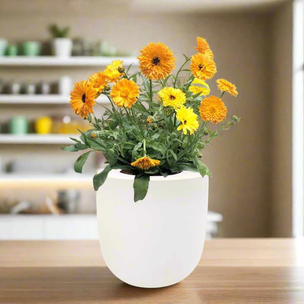 Calendula Hydroponic Kit – Enviro Garden