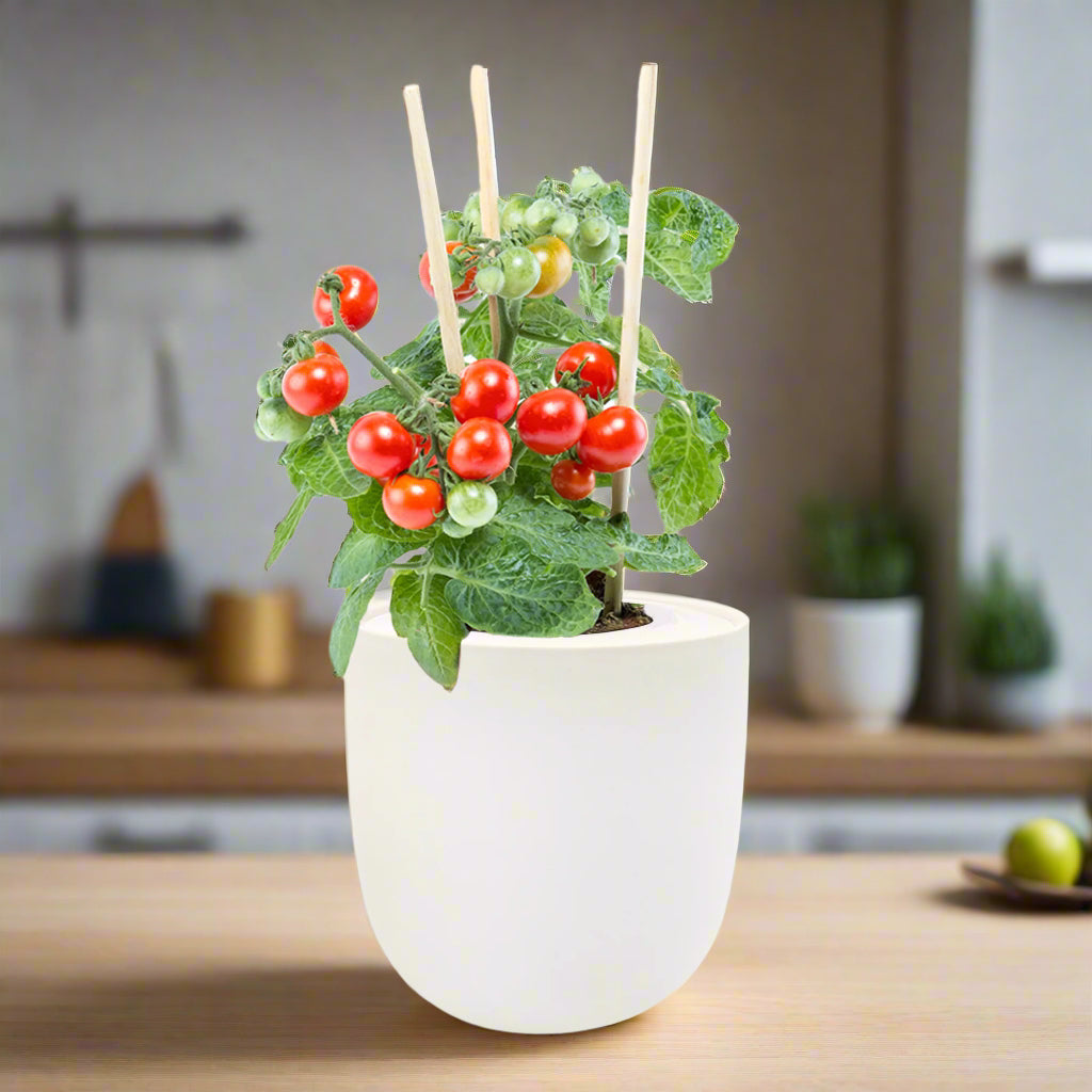 Sweetie Cherry Tomato Hydroponic Kit