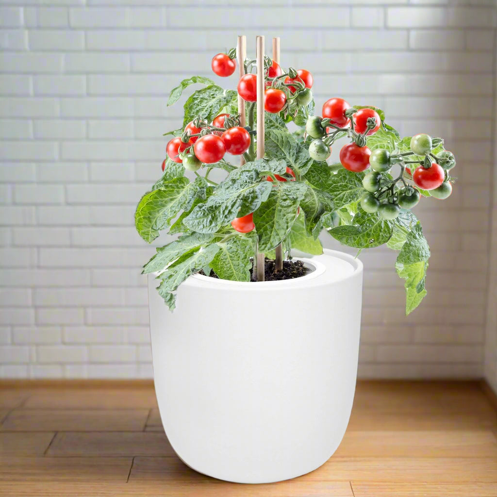 Sweetie Cherry Tomato Hydroponic Kit