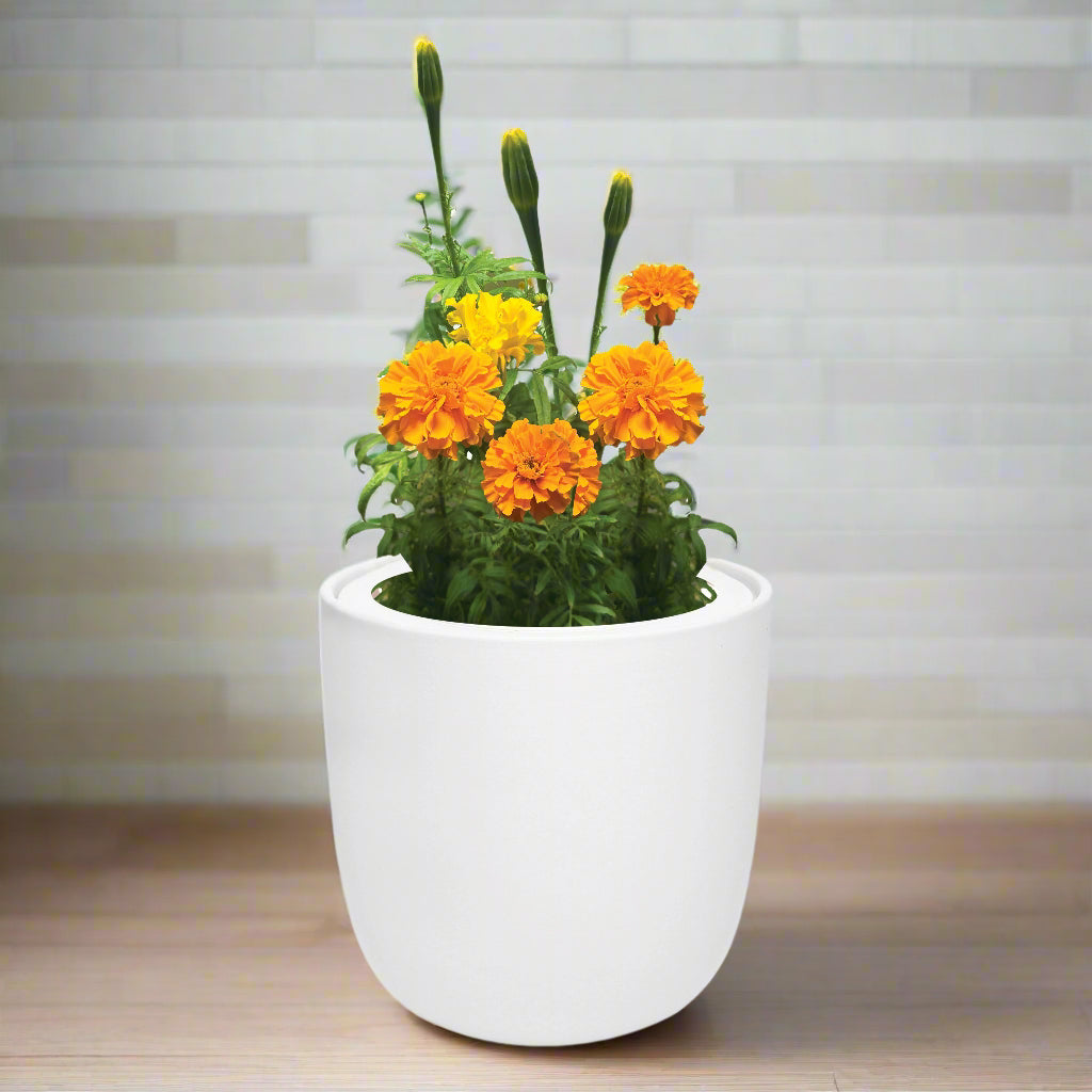 Marigold Hydroponic Kit