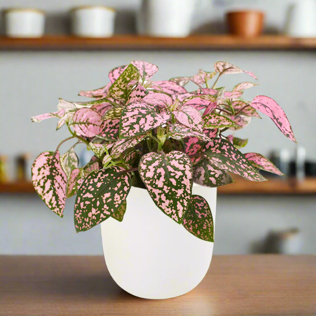 Polka Dot Hypoestes White Ceramic Pot Hydroponic Growing Kit with Seeds