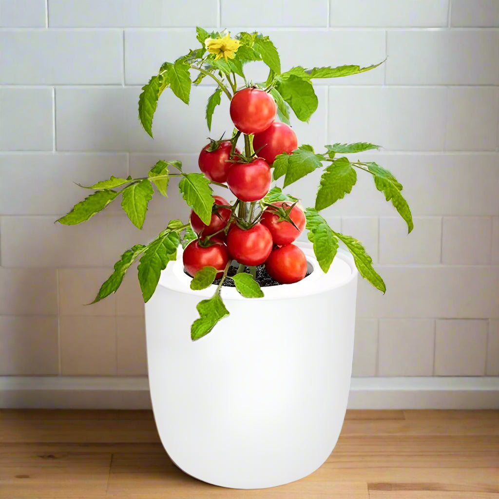 Tomato Red Robin Hydroponic Kit
