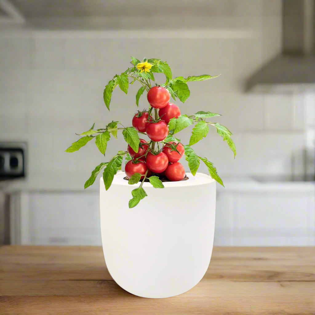 hydroponic tomato plants Tomato Red Robin Hydroponic Kit – Enviro Garden