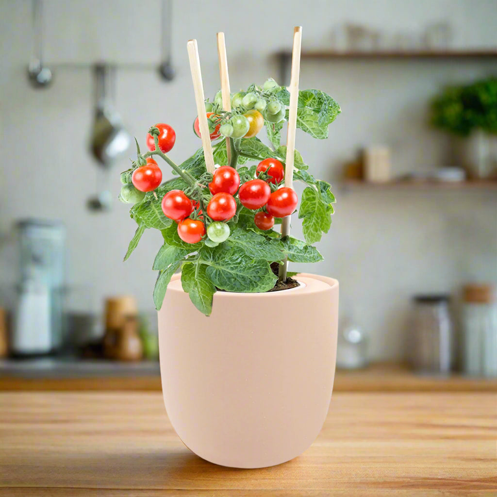 Sweetie Cherry Tomato Hydroponic Kit