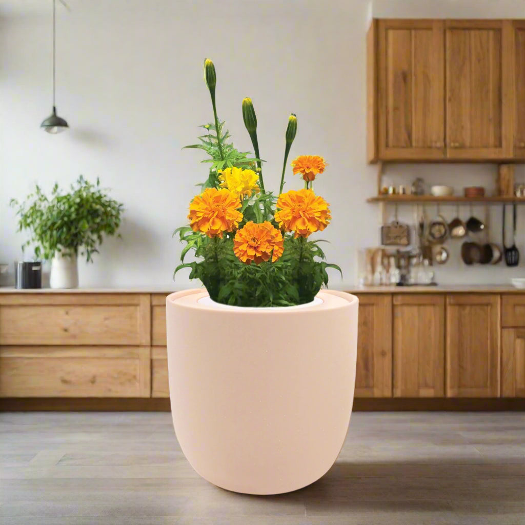 Marigold Hydroponic Kit