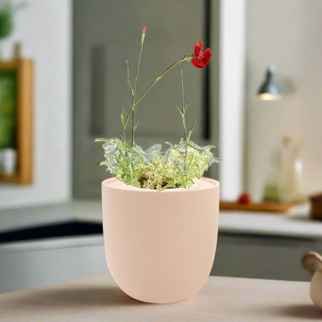 Carnation - Chabaud Giant Red White Ceramic Pot Hydroponic Growing Kit with Seeds