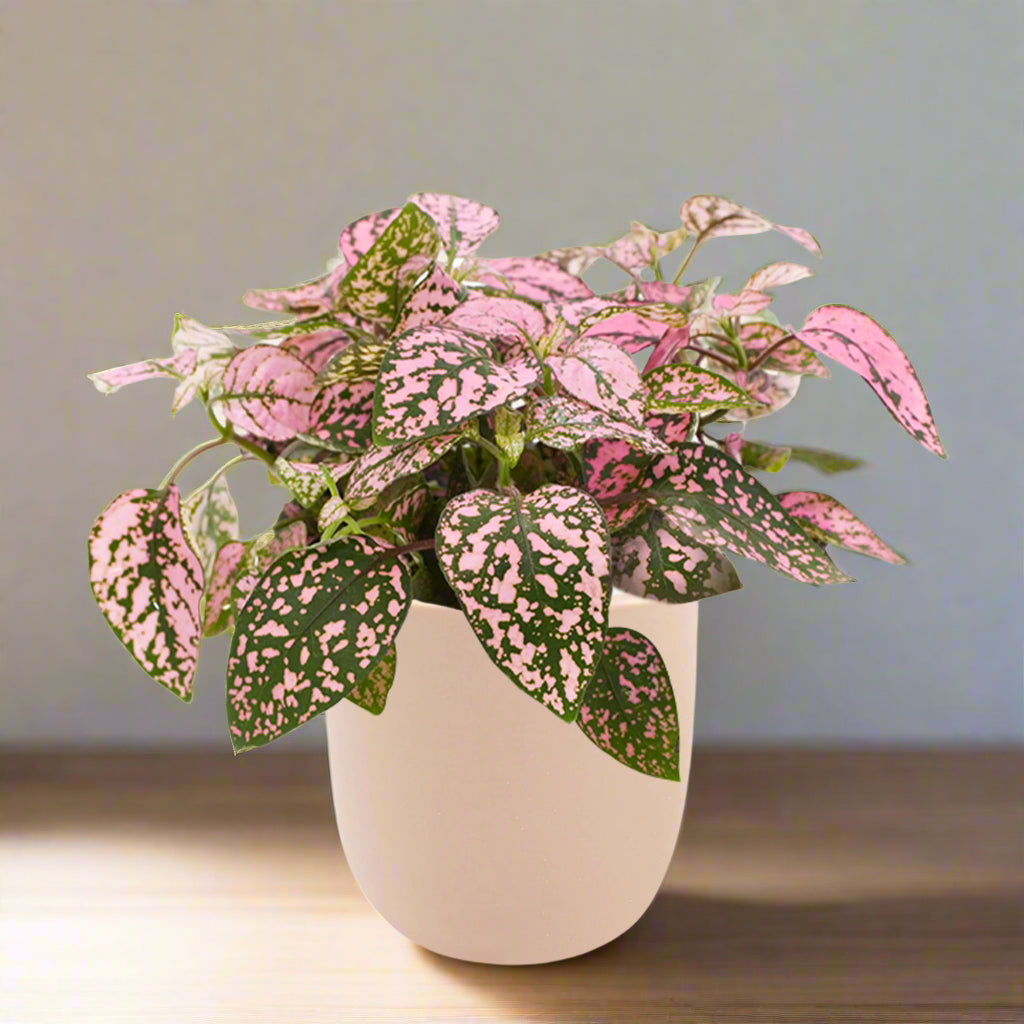 Polka Dot Hypoestes White Ceramic Pot Hydroponic Growing Kit with Seeds