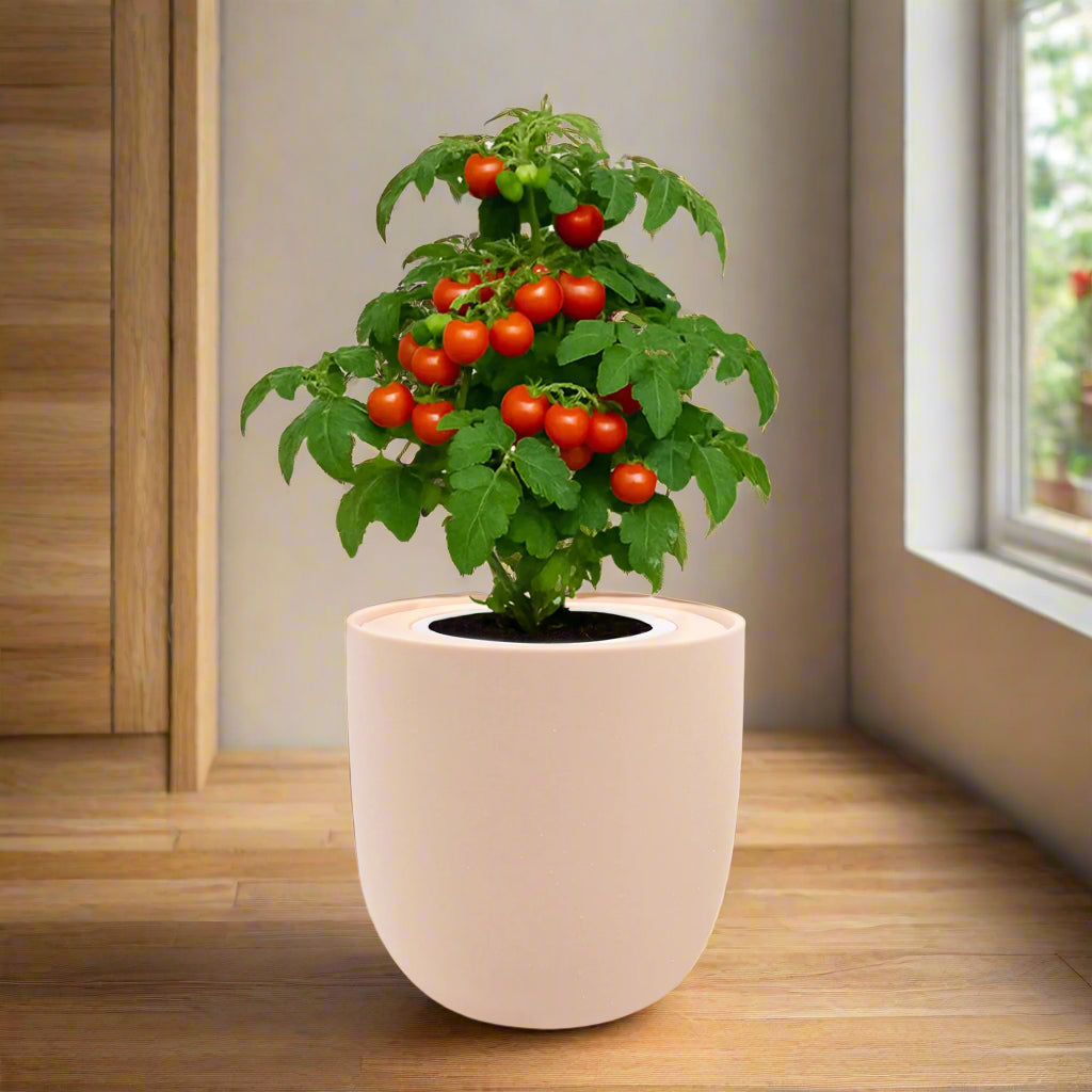 Cherry Tomato - Tiny Tim