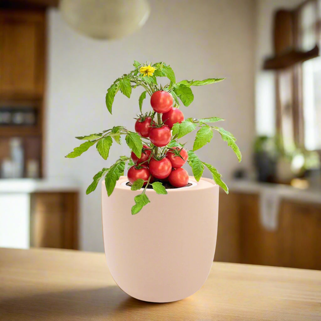 Tomato Red Robin Hydroponic Kit