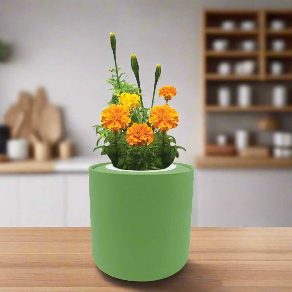 Marigold Hydroponic Kit