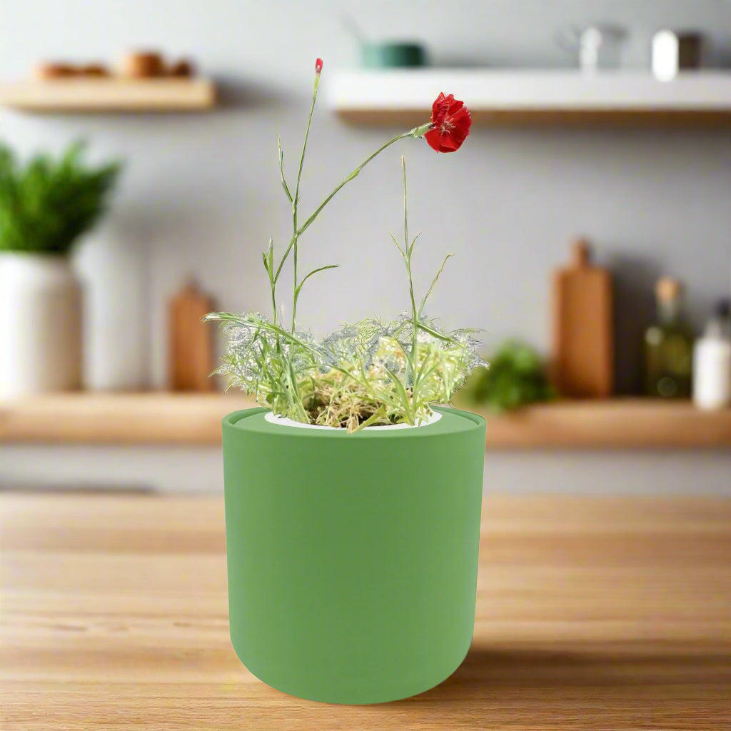 Carnation - Chabaud Giant Red White Ceramic Pot Hydroponic Growing Kit with Seeds