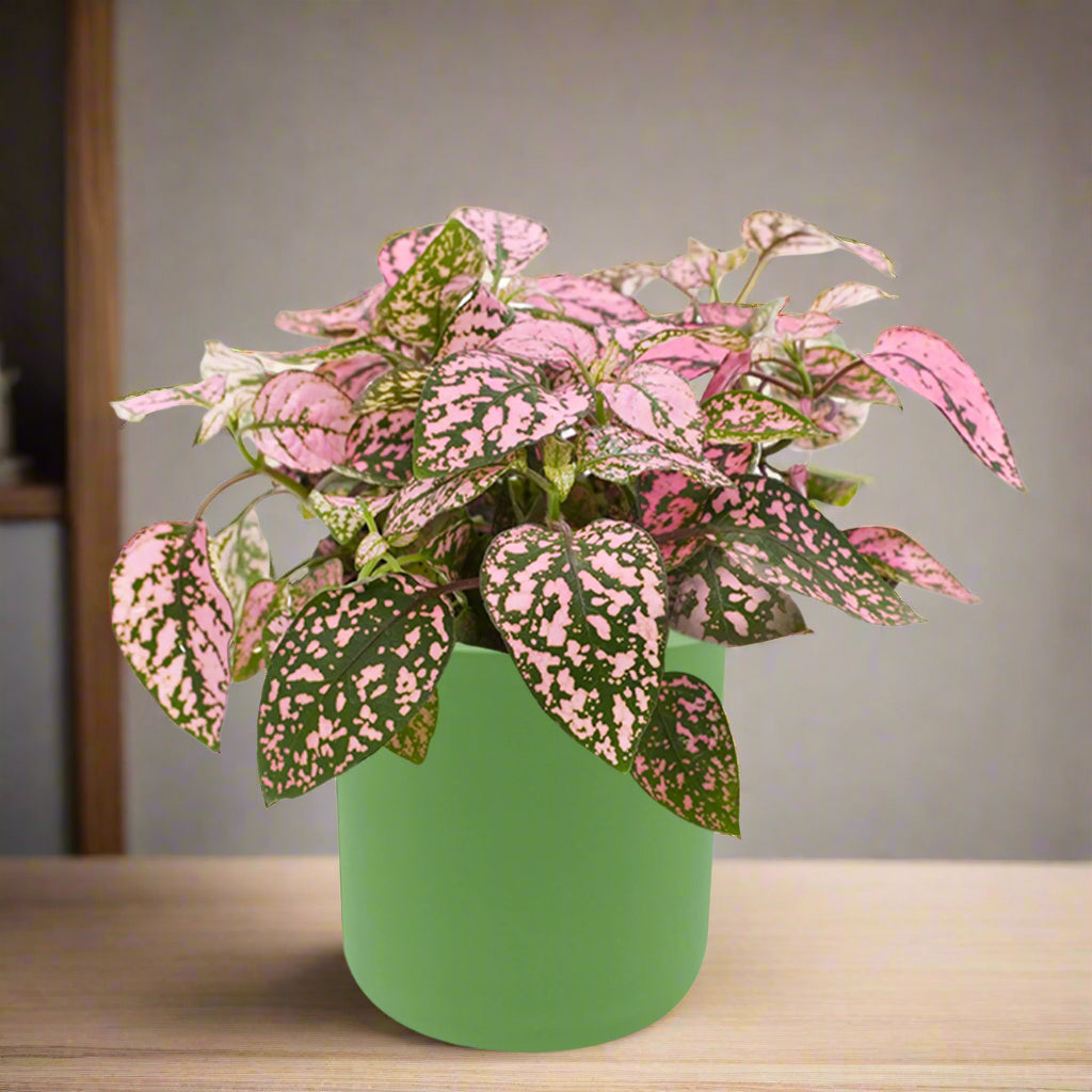 Polka Dot Hypoestes White Ceramic Pot Hydroponic Growing Kit with Seeds