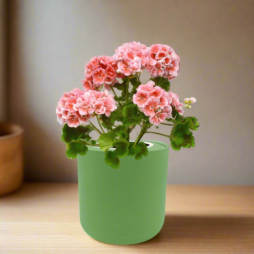 Geranium Mix Seeds White Ceramic Pot Hydroponic Growing Kit with Seeds