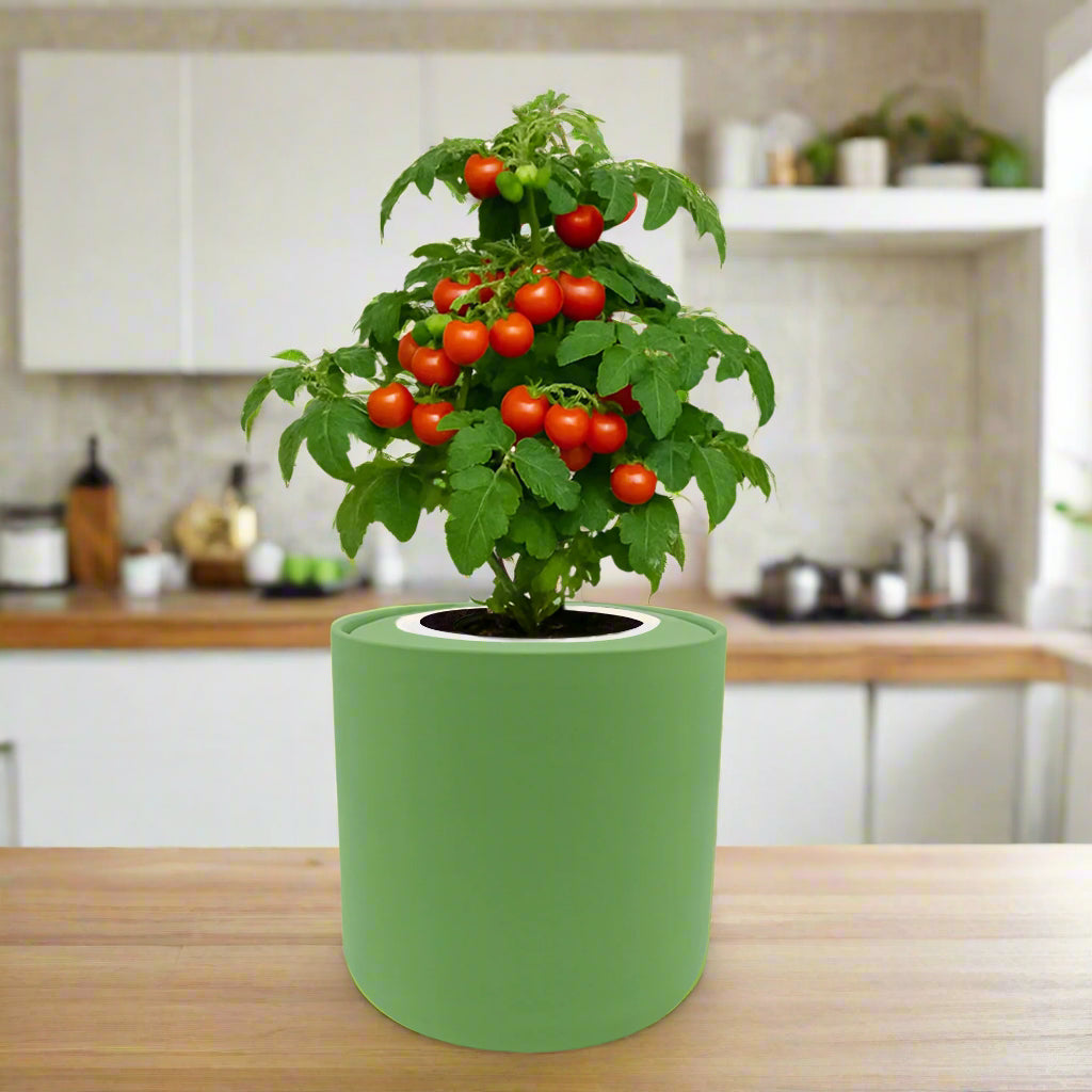 Cherry Tomato - Tiny Tim