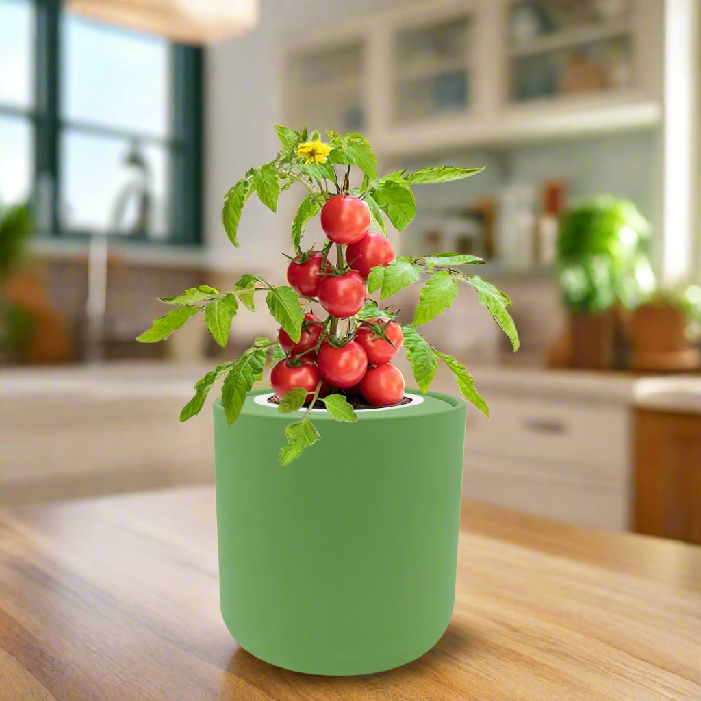 Tomato Red Robin Hydroponic Kit