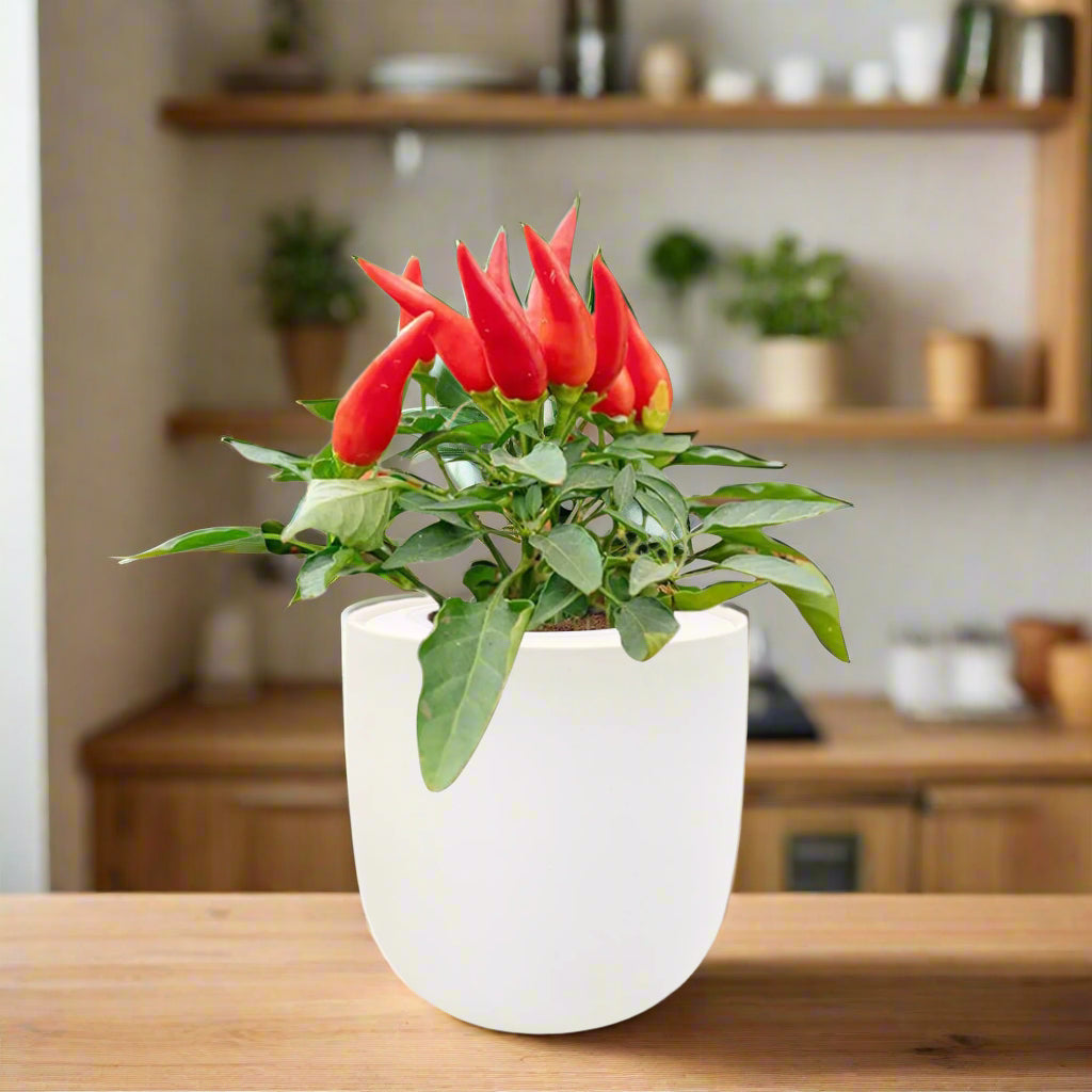 jalapeno pepper plants in pots Pepper