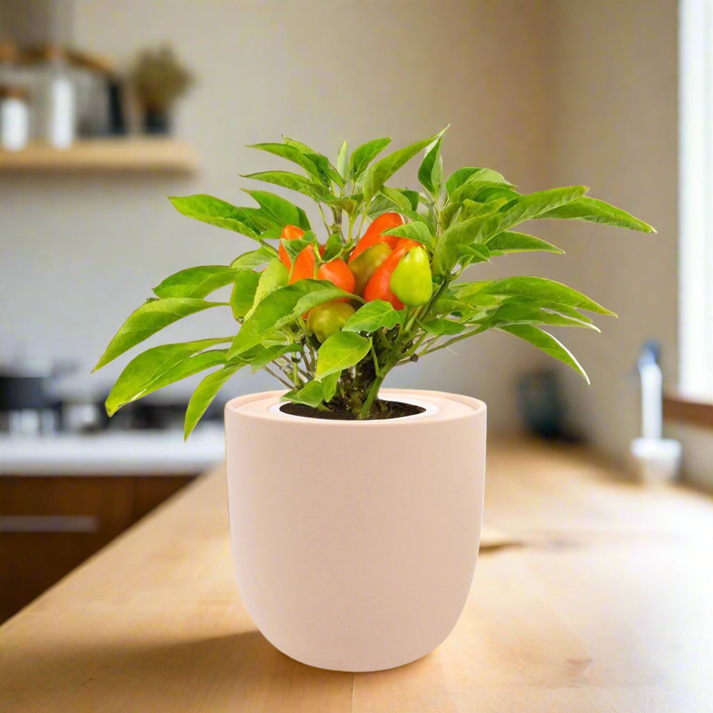 Pepper - Sweet Pickle