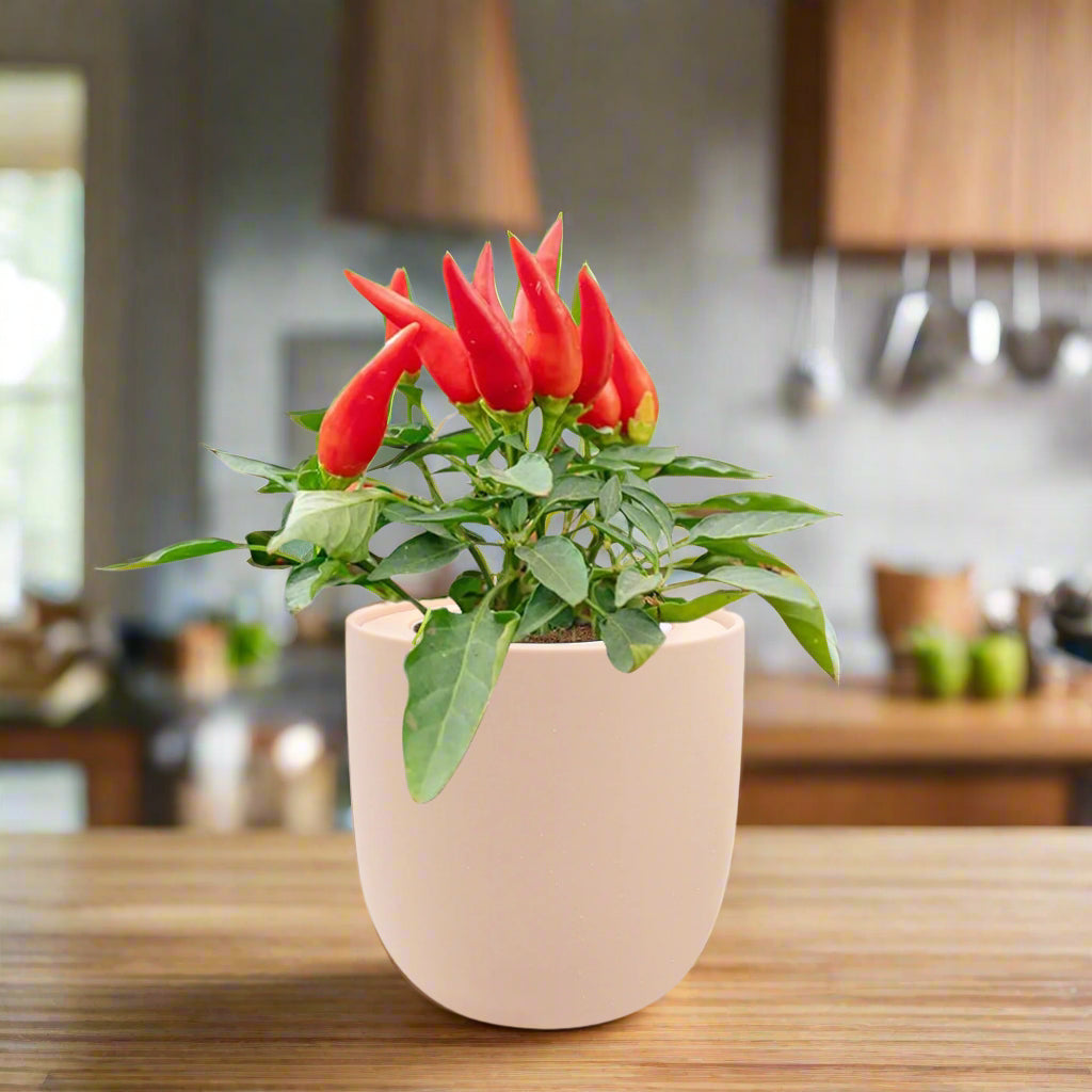 Pepper - Jalapeño Early