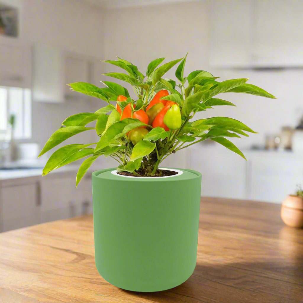 Pepper - Sweet Pickle