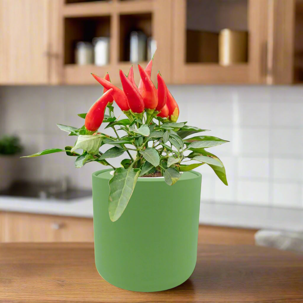 Pepper - Jalapeño Early