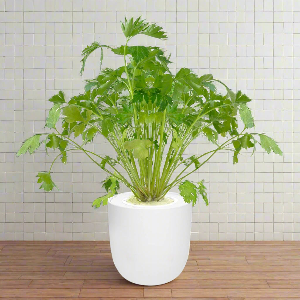 Cilantro Hydroponic Kit