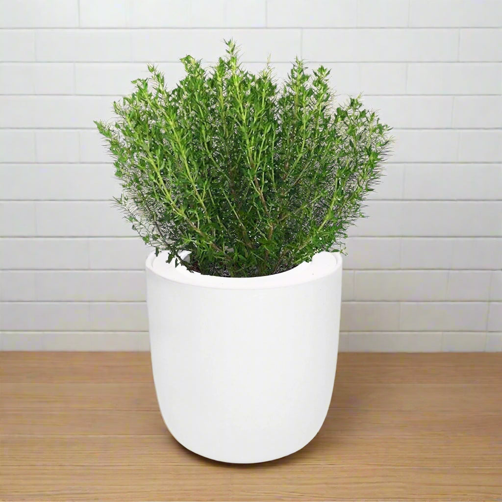 Thyme Hydroponic Kit - White Ceramic Pot