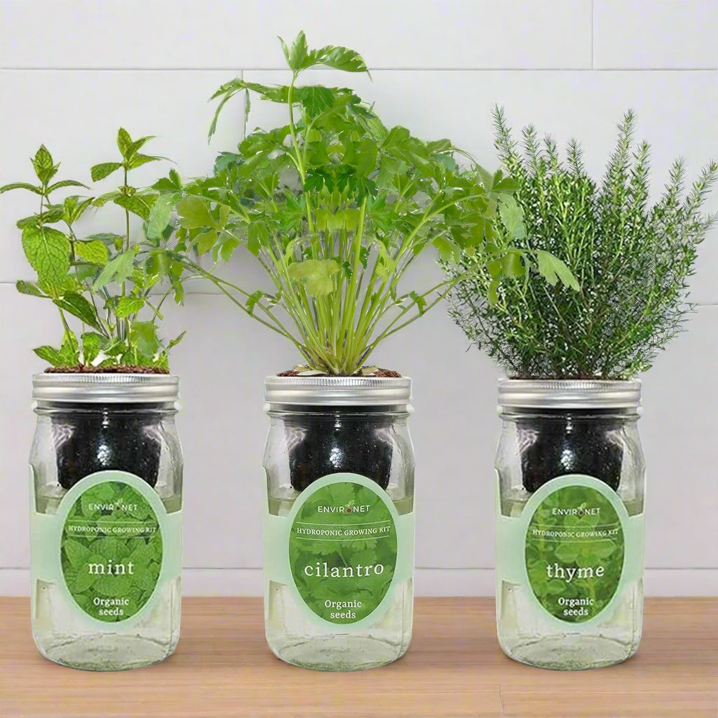 Aromatic Medley - Mint, Cilantro, Thyme