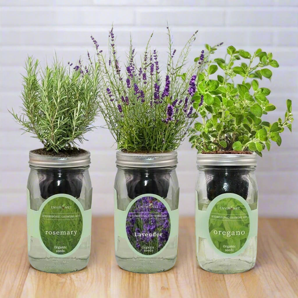 Hydroponic Herb Kit Trio (Rosemary, Lavender, & Oregano)