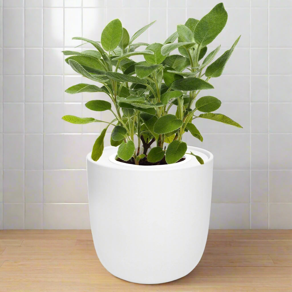 Sage Hydroponic Kit - White Ceramic Pot