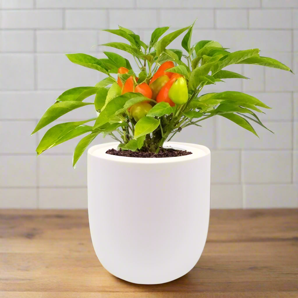 Pepper Sweet Pickle Hydroponic Kit - White Ceramic Pot