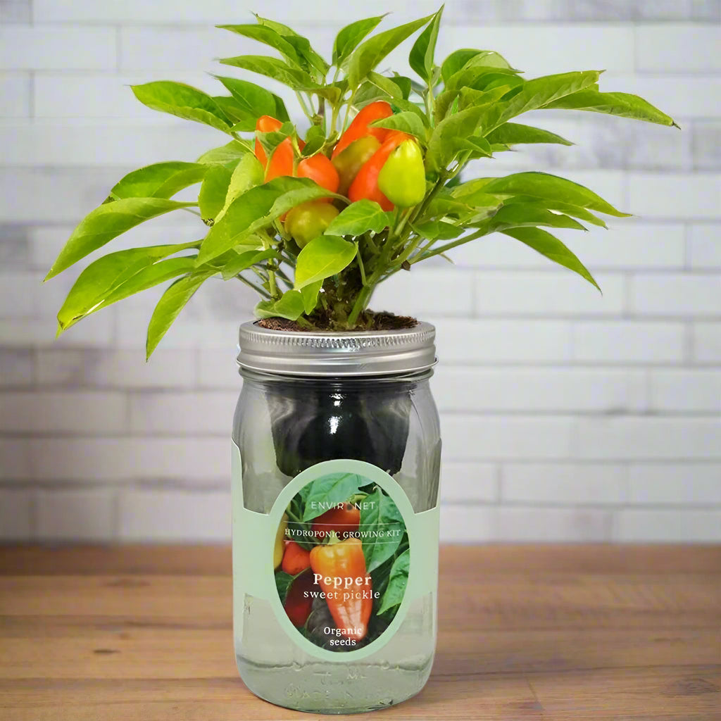 Pepper Sweet Pickle Hydroponic Kit - Mason Jar