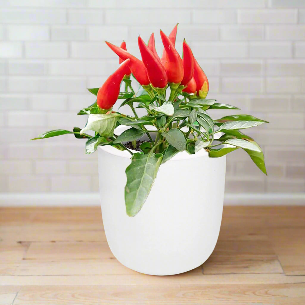 Jalapeño Early Pepper Hydroponic Kit - White Ceramic Pot