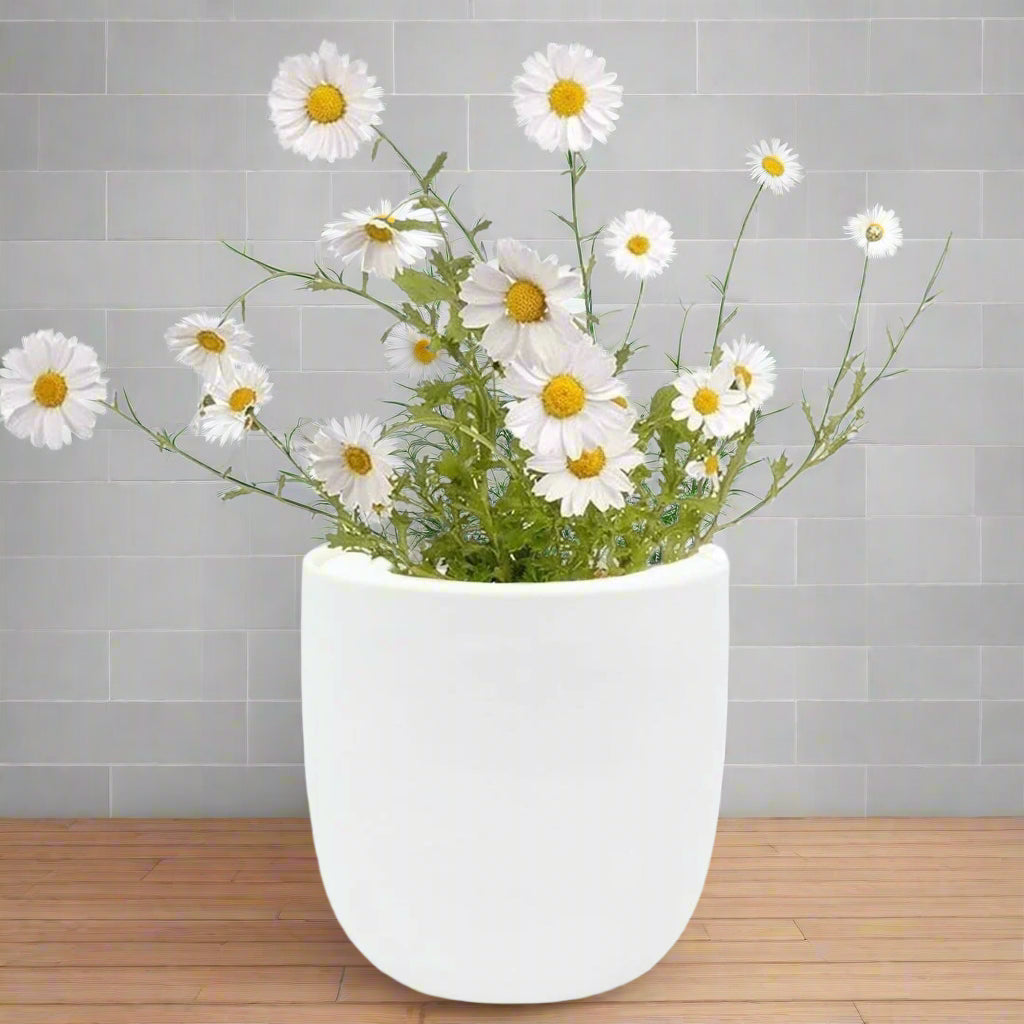 Chamomile Hydroponic Kit - White Ceramic Pot