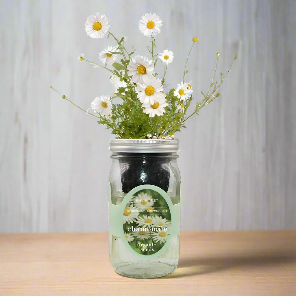 Chamomile Hydroponic Kit - Mason Jar
