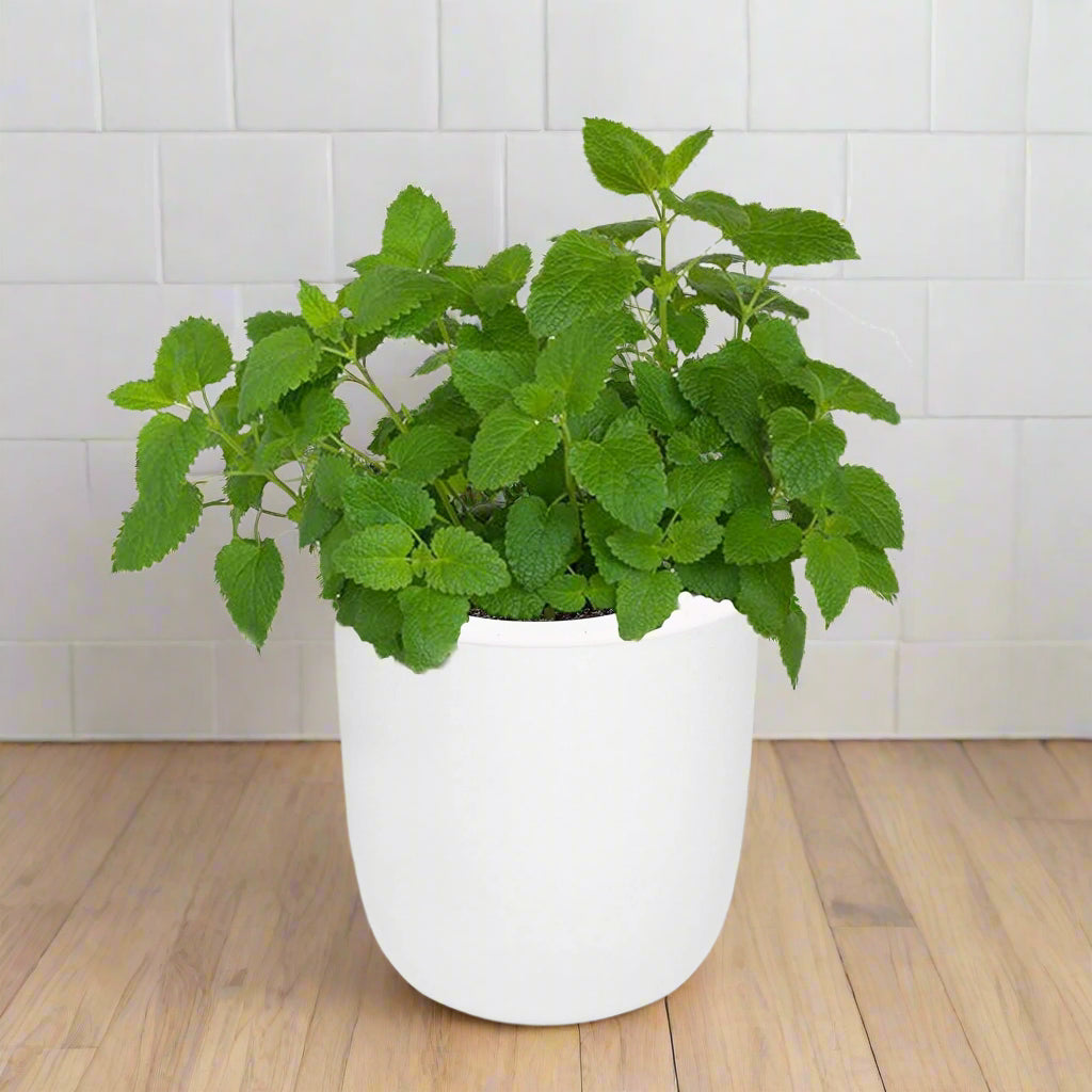 Lemon Balm Hydroponic Kit