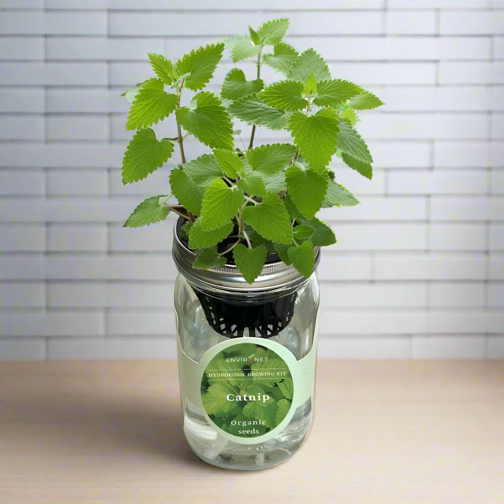 Catnip Hydroponic Herb Growing Kit