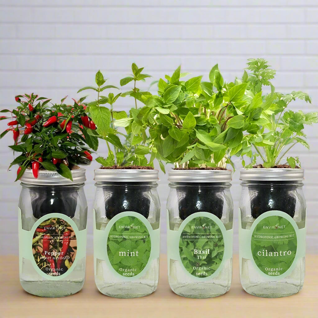 Asia Herb Bundle (Sweet Nardello, Mint, Thai Basil, Cilantro)