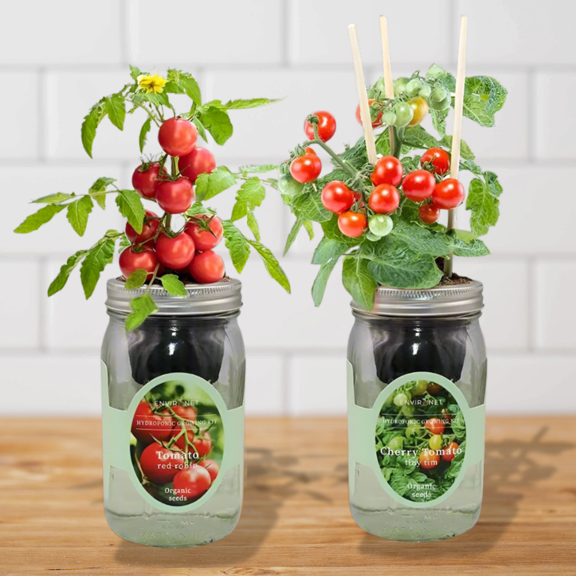 Tomato Bliss - Cherry Tomato - Tiny Tim, Tomato - Red Robin