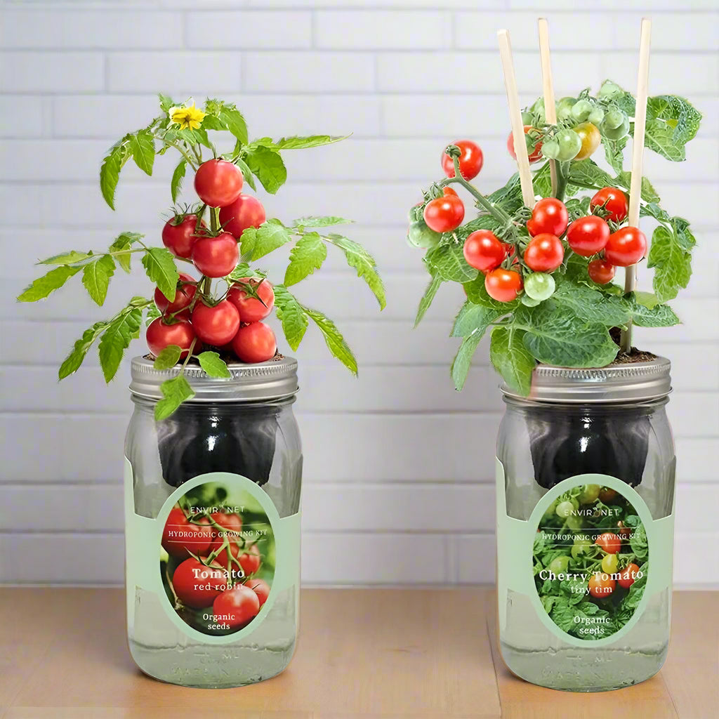 Hydroponic Veggie Duo(Cherry Tomato-Tiny Tim & Tomato-Red Robin)